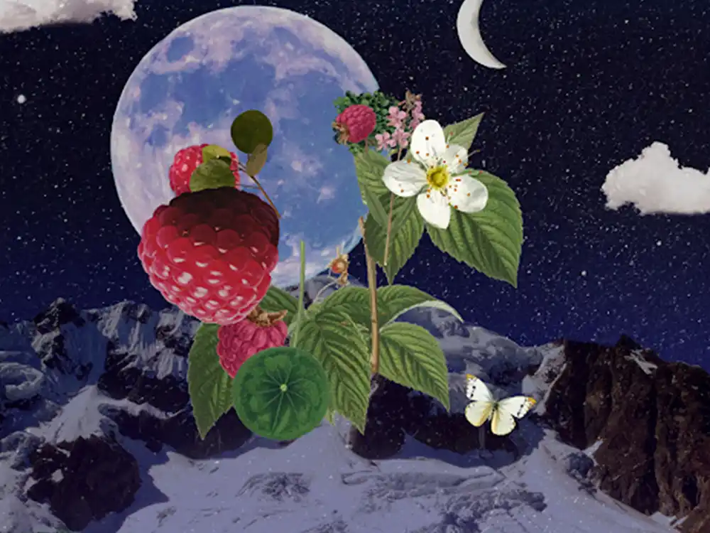 Raspberries, white blossoms, and a butterfly float before a full moon over snowy mountains, from Garden of Life's Formulas for Feeling Alive
