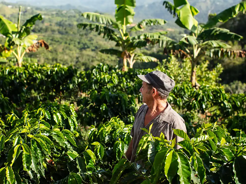 Man in a cap stands among coffee plants and banana trees, from Nespresso's Innovation You Can Taste