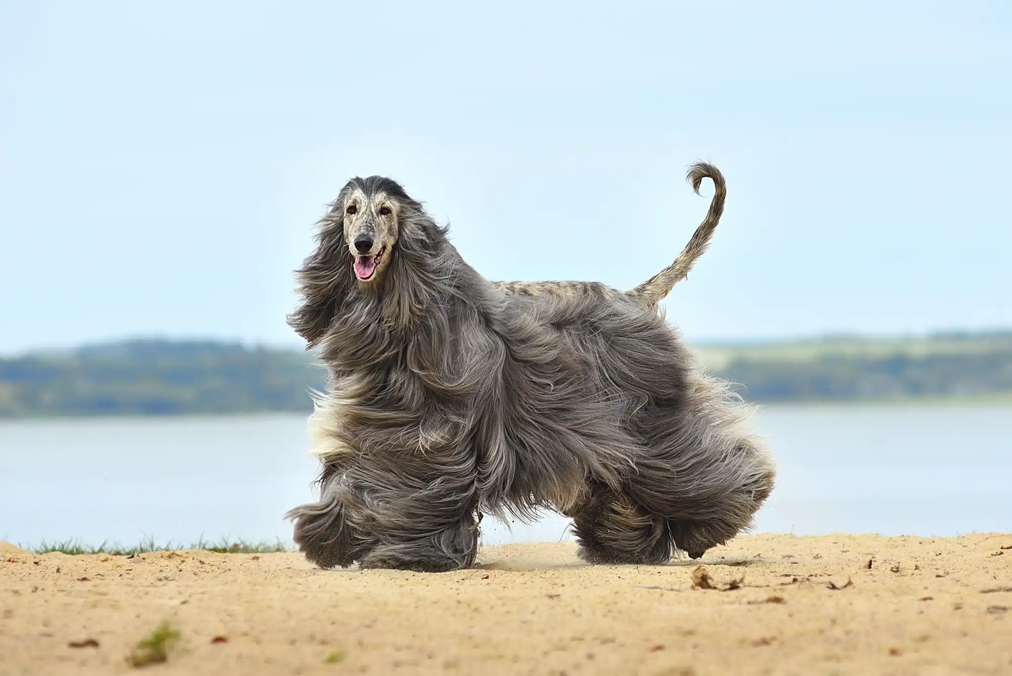 An Afghan hound with a flowing coat, featured in the Native Pet 'Let Dogs Be Dogs' campaign