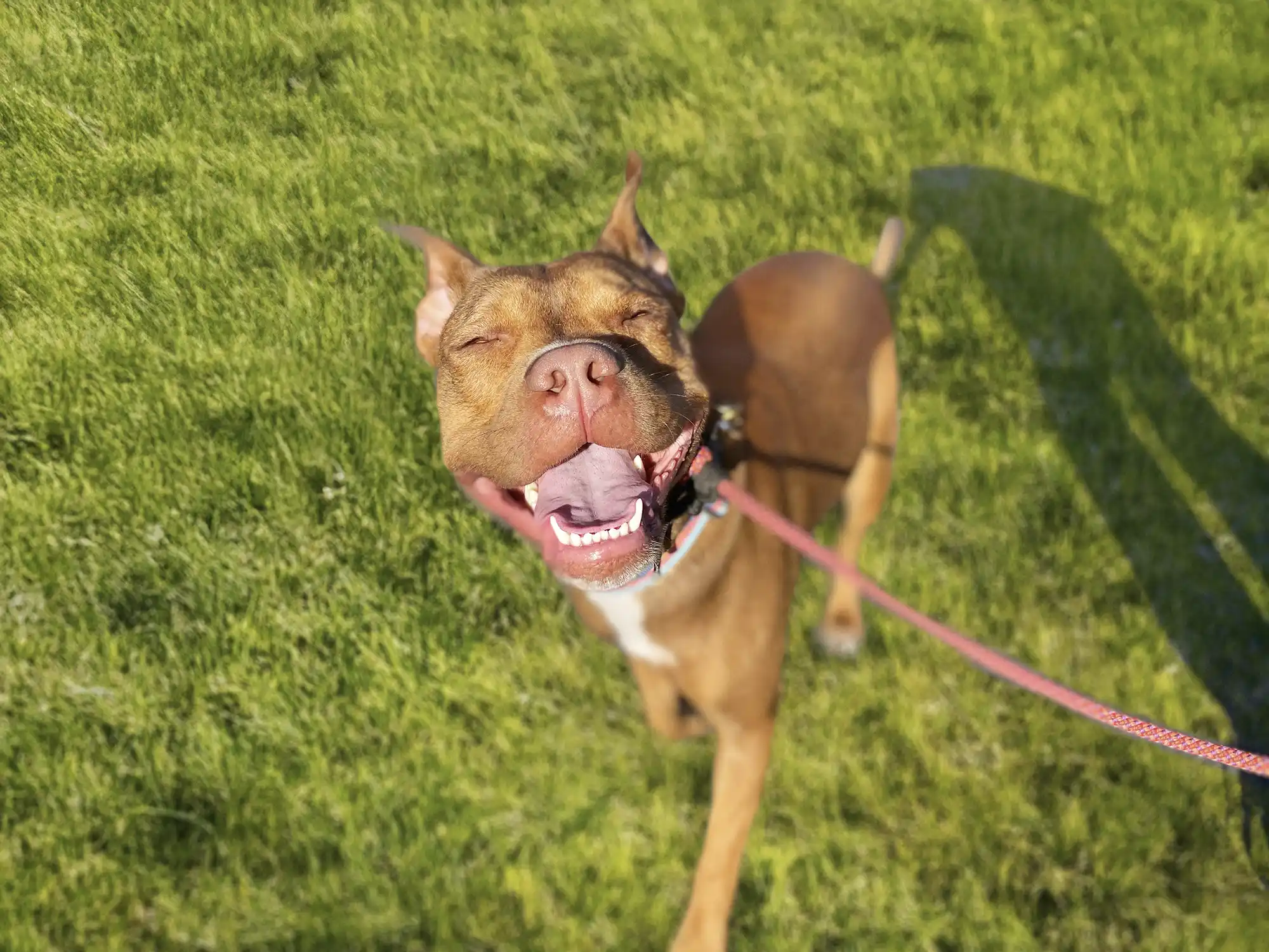 A still from the Native Pet 'Let Dogs Be Dogs' campaign